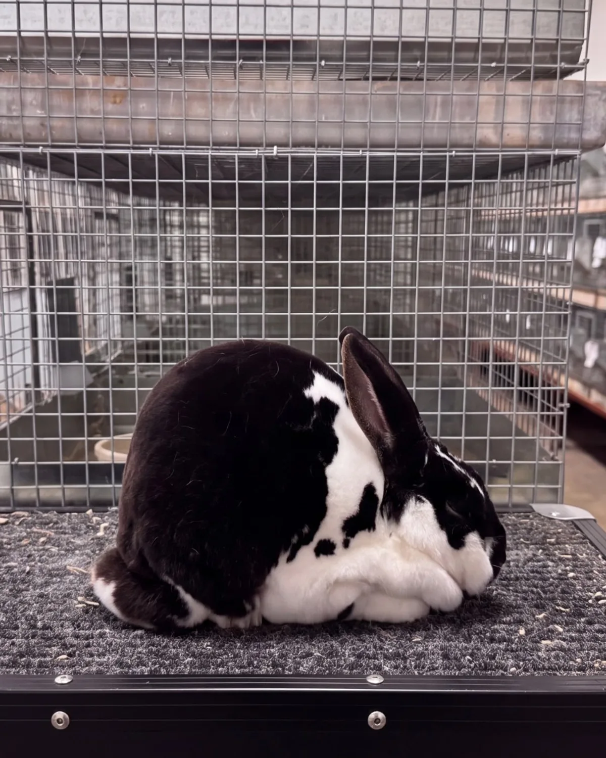 A black and white rabbit posed on a grooming table in a rabbitry, with rows of breeding cages in the background