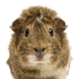 Abyssinian cavy