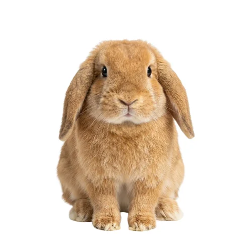 A Holland Lop rabbit sitting upright