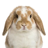 Holland Lop rabbit