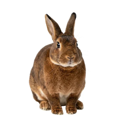 A Mini Rex rabbit sitting upright