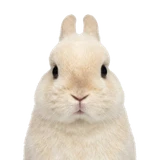 Netherland Dwarf rabbit